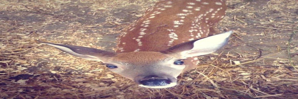 deerlixie's tweet photo. https://t.co/A1XGJWEs40