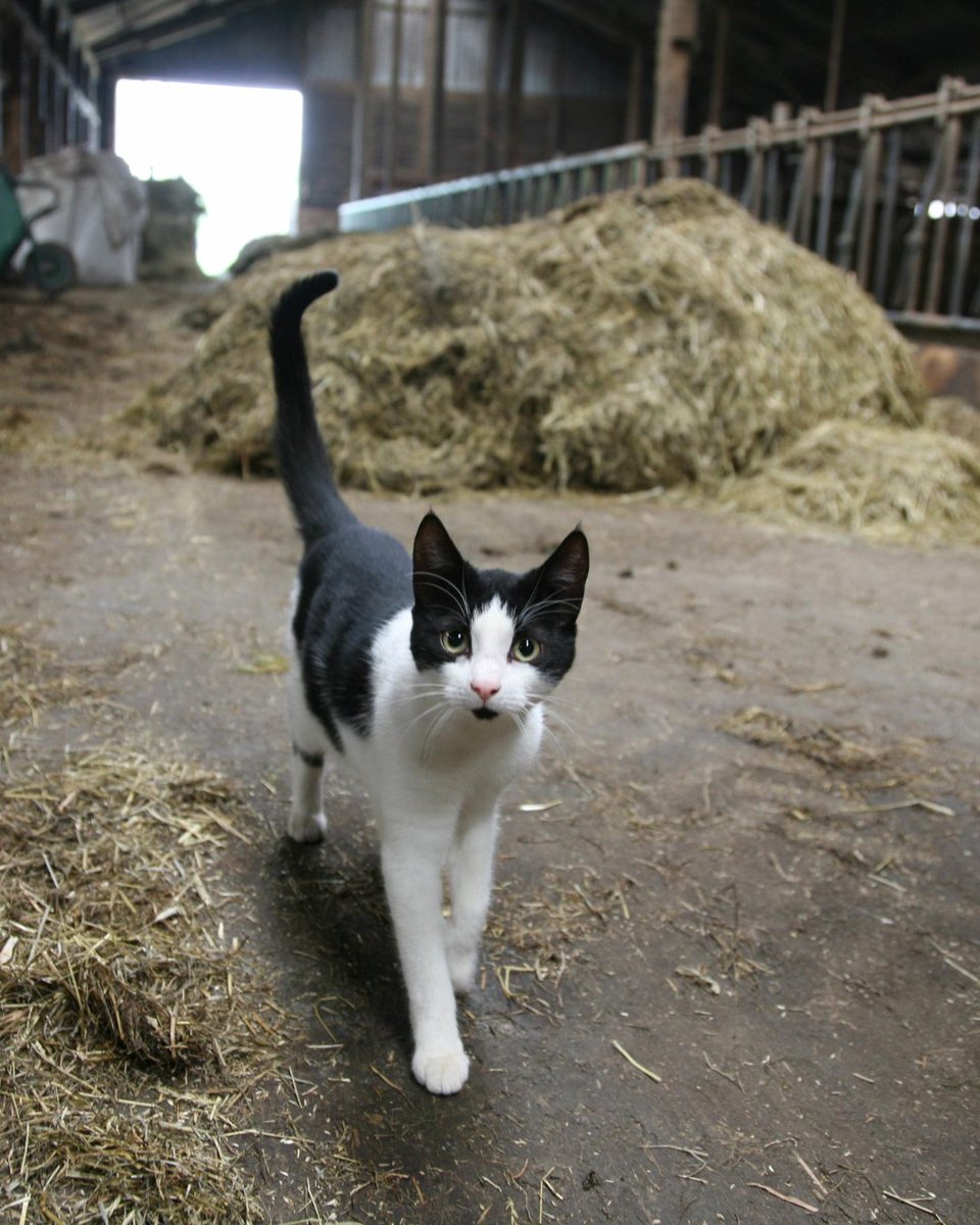YourSPCA's tweet photo. Our Blue Collar Working Cats are looking for jobs! In collaboration with Feral Cat Focus, this program offers independent cats a second chance at a meaningful role in safe outdoor environments. Looking for a hardworking new hire? Learn more at https://t.co/qlhfruc61X. https://t.co/47uwwadRuu