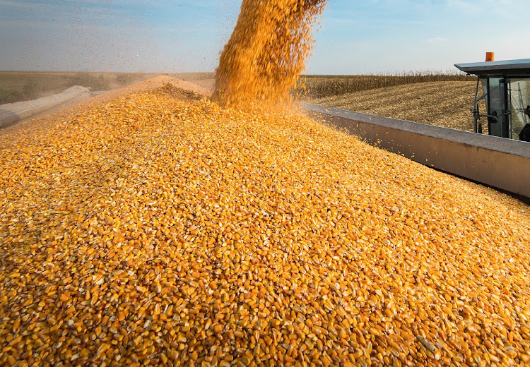 WandileSihlobo's tweet photo. VIETNAM IS BACK BUYING SOUTH AFRICAN MAIZE IN A BIG WAY

It remains encouraging to see Vietnam buying so much of South Africa’s maize in the new 2026-27 year. For much of the past year, we didn’t enjoy much demand from the Far East; the big buyers were the neighbouring countries.

For example, last week South Africa exported 127 182 tonnes of maize. About 88% of it was exported to Vietnam, with the rest going to the Southern African countries.

South Africa’s maize exports in this new marketing year, which started in May 2026, currently stand at 343 530 tonnes. We still have a long way to go until the end of the year in April 2027.

We think we could see more exports this time around, likely 3.0 million tonnes, a notable increase from the 2025-26 maize exports of 2.0 million tonnes.

We have an ample maize harvest of 17.1 million tonnes, a record harvest, in addition to the large carryover stock from the past season. The reason for the slow exports last year was weak demand, not supply issues.

It is encouraging to see Vietnam return now, and we hope more countries in the Far East will resume buying South Africa’s high-quality maize.