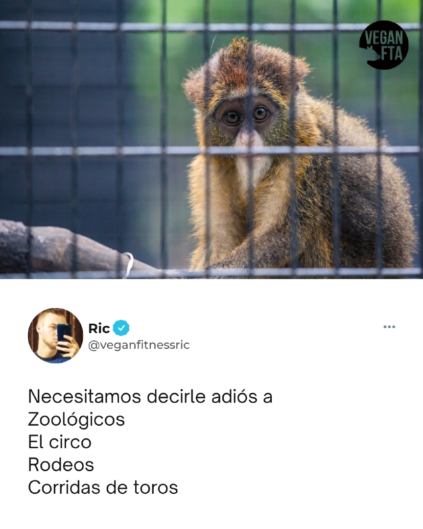 VeganFTAEspanol's tweet photo. Porque los animales no son entretenimiento 🚫💔
📷 Tuit de @VeganFitnessric
#zoologico #rodeos #liberacionanimal #corridas #zoos https://t.co/tBEwMIFSQk