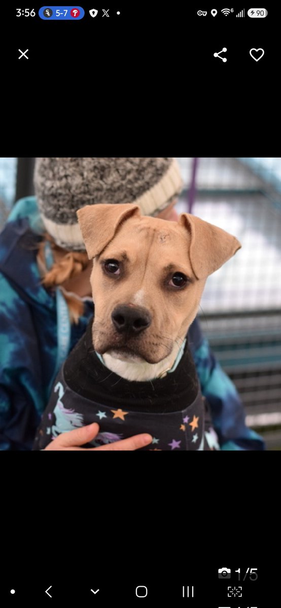MyBoxerLuvMac1's tweet photo. 💔Spud💔
▪️Listed TBK: 6/9
 #NYCACC #252206 1y
#RescueMe

Precious sweetie's💔, dropped off @ police 🚔 precinct w 0 info shared!
Energetic, playful, expressive puppy w the big personality!
Adorable boy adores ppl, checks in w handlers, loves attn, eager 2 learn!
Appreciates slow intros & ready 2 be by yr side!
Dog reactive in care, leash biting.
He's a baby!
Needs loving, adult only, N.East #Foster, 4 structure, 2 decompress & flourish!

DM @CathyPolicky
Pls #pledge4rescue
💞Spud
https://t.co/IRUVIBJAdn