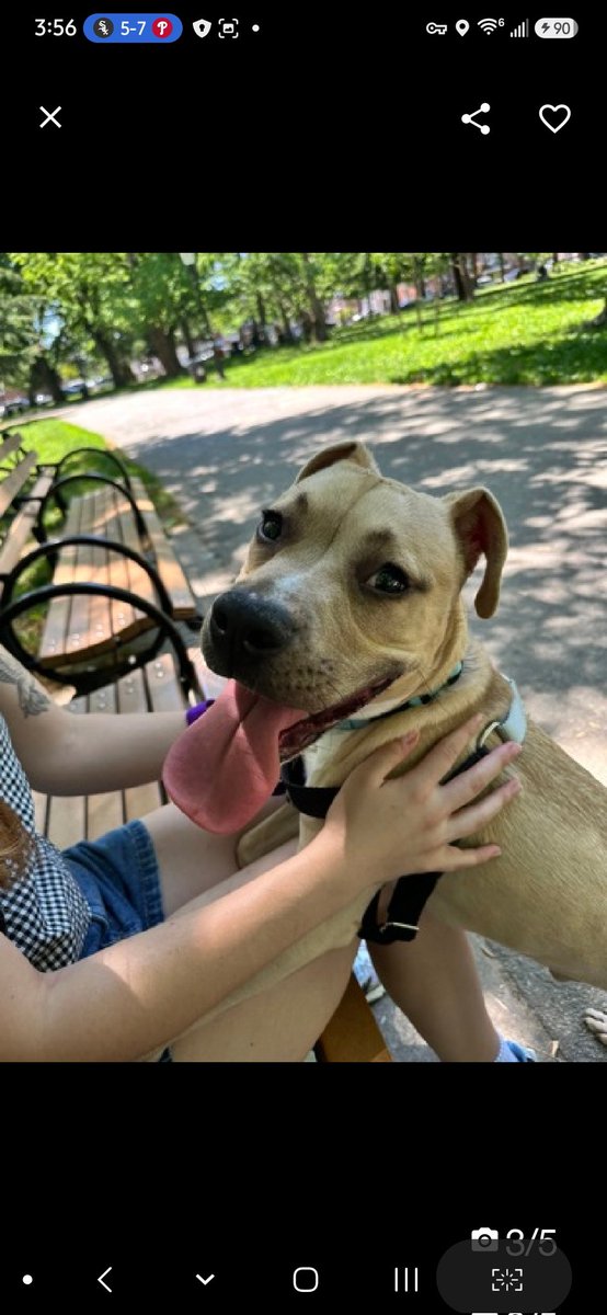 MyBoxerLuvMac1's tweet photo. 💔Spud💔
▪️Listed TBK: 6/9
 #NYCACC #252206 1y
#RescueMe

Precious sweetie's💔, dropped off @ police 🚔 precinct w 0 info shared!
Energetic, playful, expressive puppy w the big personality!
Adorable boy adores ppl, checks in w handlers, loves attn, eager 2 learn!
Appreciates slow intros & ready 2 be by yr side!
Dog reactive in care, leash biting.
He's a baby!
Needs loving, adult only, N.East #Foster, 4 structure, 2 decompress & flourish!

DM @CathyPolicky
Pls #pledge4rescue
💞Spud
https://t.co/IRUVIBJAdn