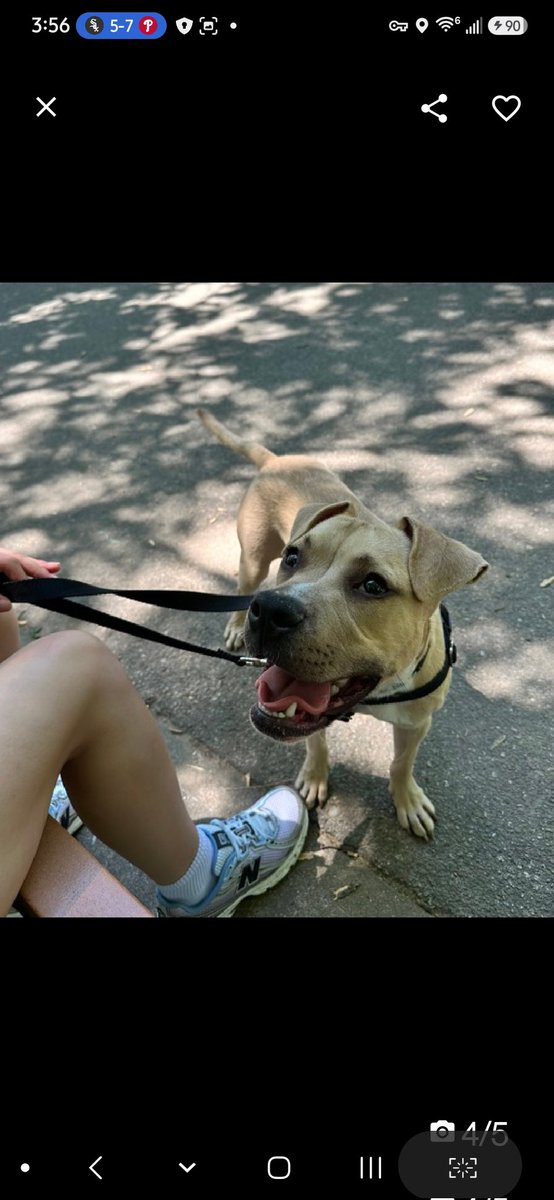 MyBoxerLuvMac1's tweet photo. 💔Spud💔
▪️Listed TBK: 6/9
 #NYCACC #252206 1y
#RescueMe

Precious sweetie's💔, dropped off @ police 🚔 precinct w 0 info shared!
Energetic, playful, expressive puppy w the big personality!
Adorable boy adores ppl, checks in w handlers, loves attn, eager 2 learn!
Appreciates slow intros & ready 2 be by yr side!
Dog reactive in care, leash biting.
He's a baby!
Needs loving, adult only, N.East #Foster, 4 structure, 2 decompress & flourish!

DM @CathyPolicky
Pls #pledge4rescue
💞Spud
https://t.co/IRUVIBJAdn
