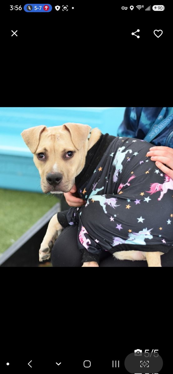 MyBoxerLuvMac1's tweet photo. 💔Spud💔
▪️Listed TBK: 6/9
 #NYCACC #252206 1y
#RescueMe

Precious sweetie's💔, dropped off @ police 🚔 precinct w 0 info shared!
Energetic, playful, expressive puppy w the big personality!
Adorable boy adores ppl, checks in w handlers, loves attn, eager 2 learn!
Appreciates slow intros & ready 2 be by yr side!
Dog reactive in care, leash biting.
He's a baby!
Needs loving, adult only, N.East #Foster, 4 structure, 2 decompress & flourish!

DM @CathyPolicky
Pls #pledge4rescue
💞Spud
https://t.co/IRUVIBJAdn