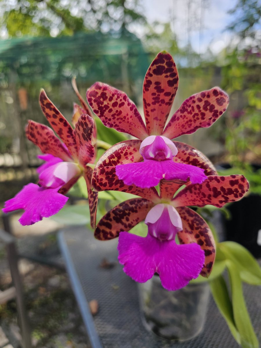 astrojaguar's tweet photo. Cattleya Mareeba Tiger 
'SVO Hot spots'
X.
Cattleya Comet's Tail 
'Super Nice' 
SVO 8043 
#Orchid 
Another amazing glowing orchid. https://t.co/Ah1Wp0Z70V
