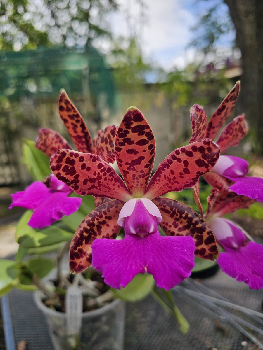 astrojaguar's tweet photo. Cattleya Mareeba Tiger 
'SVO Hot spots'
X.
Cattleya Comet's Tail 
'Super Nice' 
SVO 8043 
#Orchid 
Another amazing glowing orchid. https://t.co/Ah1Wp0Z70V