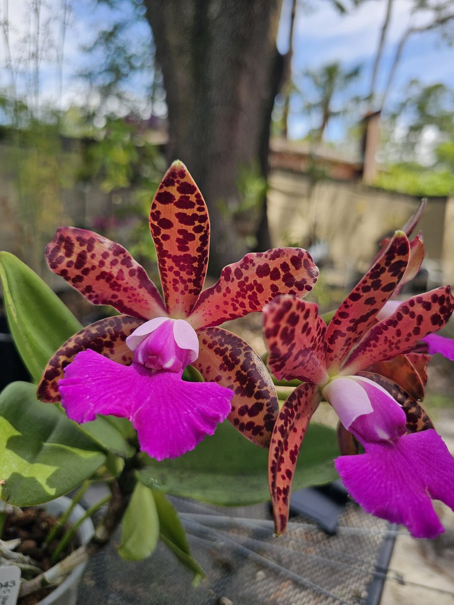 astrojaguar's tweet photo. Cattleya Mareeba Tiger 
'SVO Hot spots'
X.
Cattleya Comet's Tail 
'Super Nice' 
SVO 8043 
#Orchid 
Another amazing glowing orchid. https://t.co/Ah1Wp0Z70V