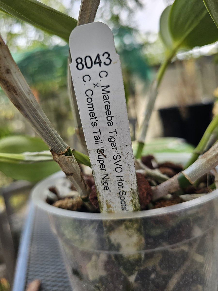 astrojaguar's tweet photo. Cattleya Mareeba Tiger 
'SVO Hot spots'
X.
Cattleya Comet's Tail 
'Super Nice' 
SVO 8043 
#Orchid 
Another amazing glowing orchid. https://t.co/Ah1Wp0Z70V