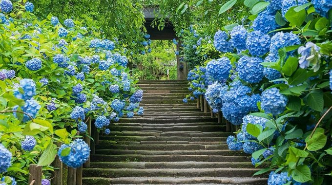 FoodBloggerArai's tweet photo. ☆山門へ続く石段と紫陽花の情景✨
おはようございます🌤️
神奈川・北鎌倉にある明月院にて
山門へ続く石段と紫陽花の情景を
ご覧頂いた皆様に素敵な一日を🦝

#明月院
#紫陽花 https://t.co/6QUCMHlD1P
