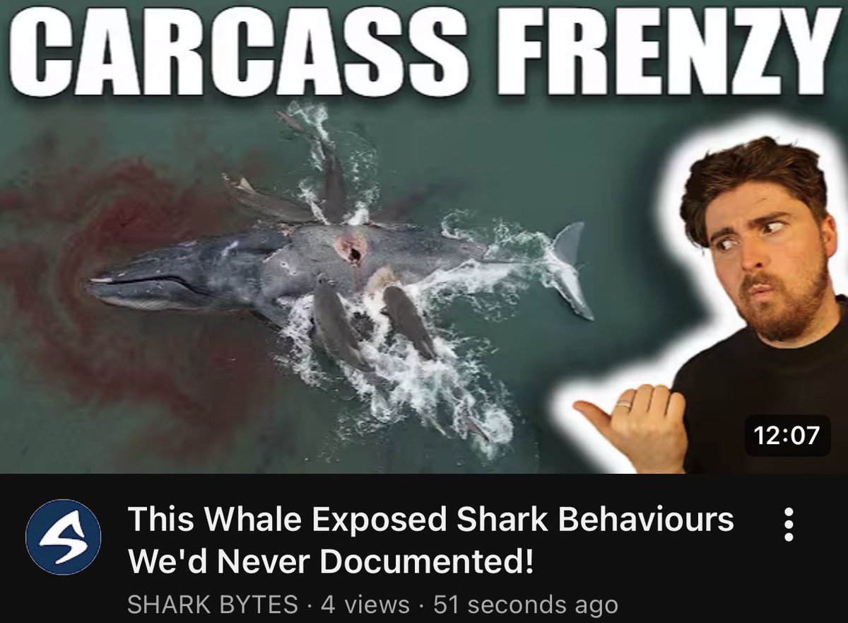 SharkBytes1994's tweet photo. BRAND NEW #SHARKBYTES! Floating whale carcasses are a goldmine for sharks, although once a whale carcass revealed some incredible hidden shark behaviours that we’d never seen before… Find out more via the Shark Bytes homepage here: https://t.co/yJaq1UANzi https://t.co/WV71Q7VmlK