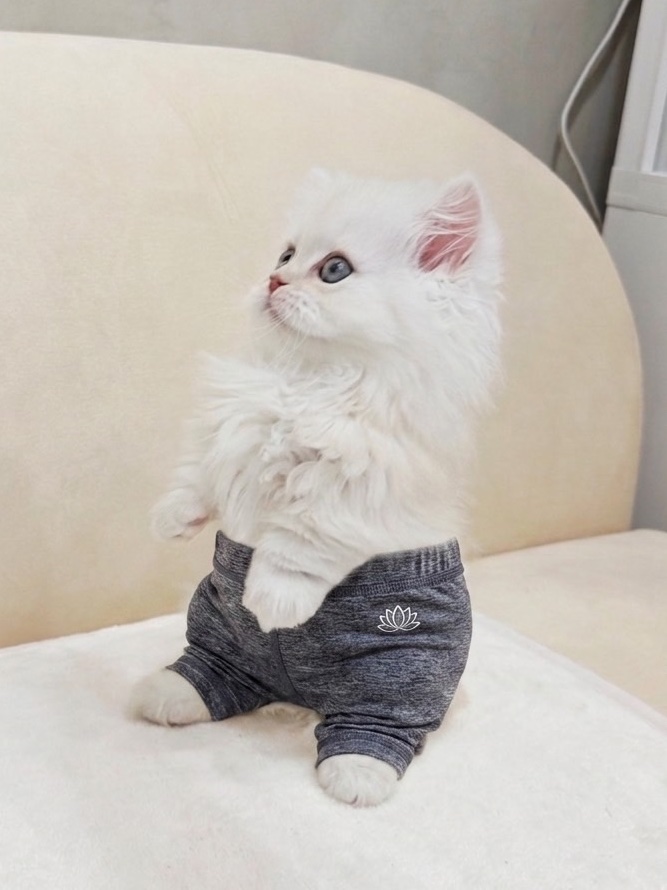 fu_uxxl's tweet photo. 【ご報告】
あまり公表はしてなかったのですが、
先日元気なミヌエットくんをお迎えしました！

しかも今日が生まれて3ヶ月の誕生日なんです！

お祝いの沢山のいいねください！！！！
一緒に活動頑張ろうね🐱🩵 https://t.co/UpIaPKj8La