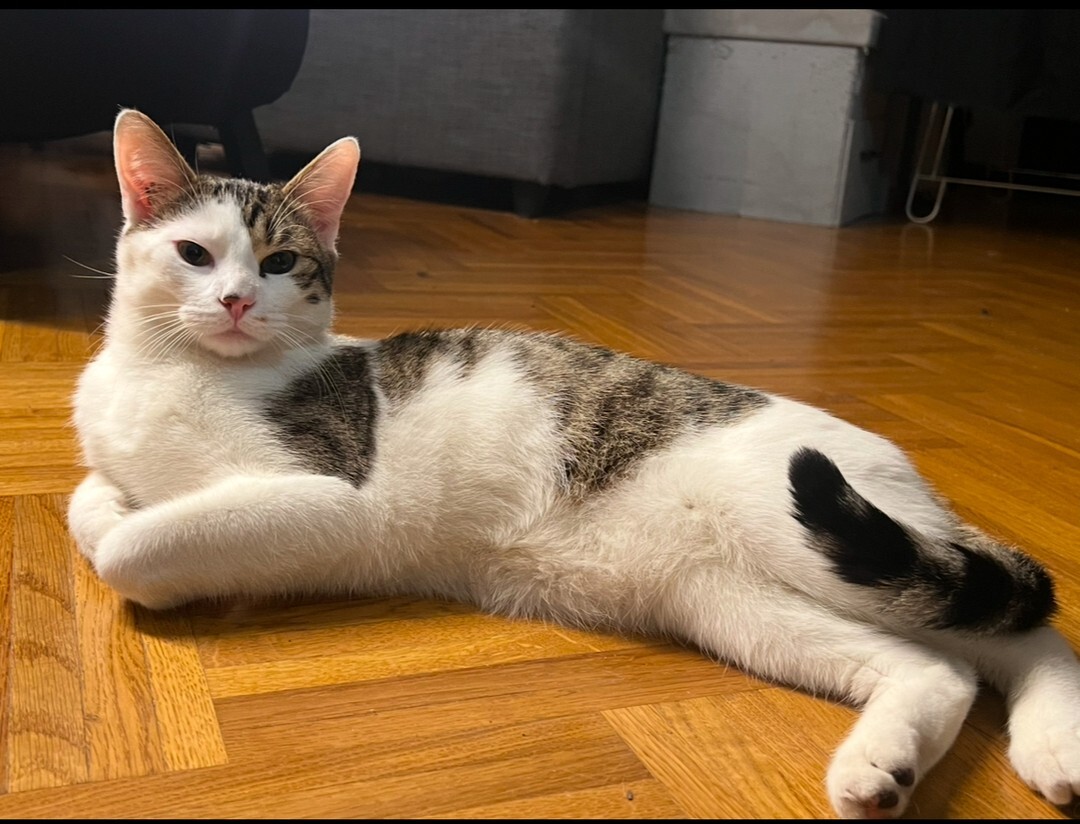 vigipets's tweet photo. 🟠 🐱 Chat perdu le 03/06/2026 à Cergy (95000).
Race : Européen / Âge : 1 an(s)
Léo / Mâle / Identifié(e) : Oui

☎️ 0764672271
📧  vanessabriand@gmail.com

#chatperdu #chattrouve #chat #perdu #trouve https://t.co/ajUkuYgs3n