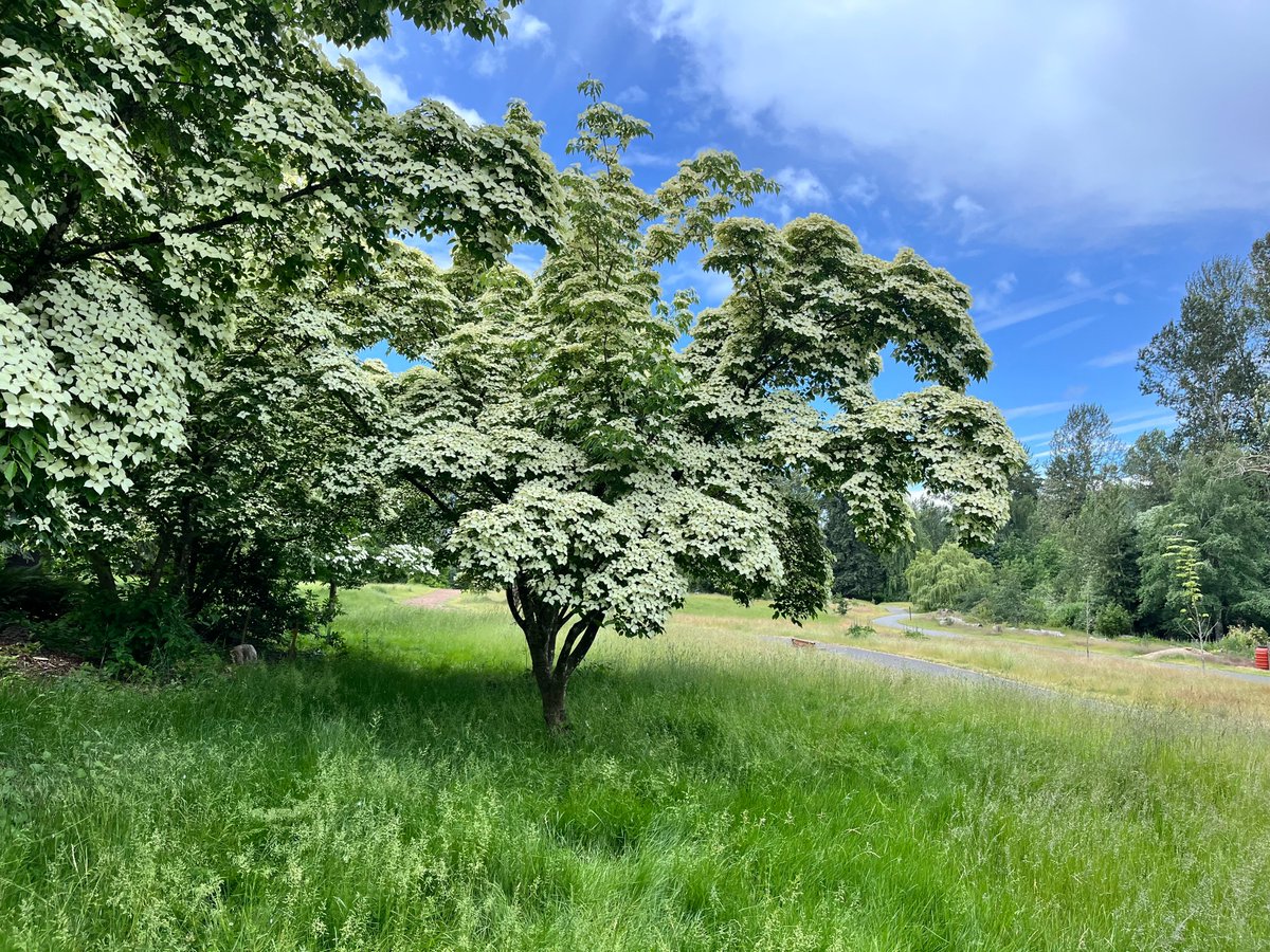 lilacjohn0's tweet photo. with cross-shaped blossoms for all to see https://t.co/sWAS1HGKov