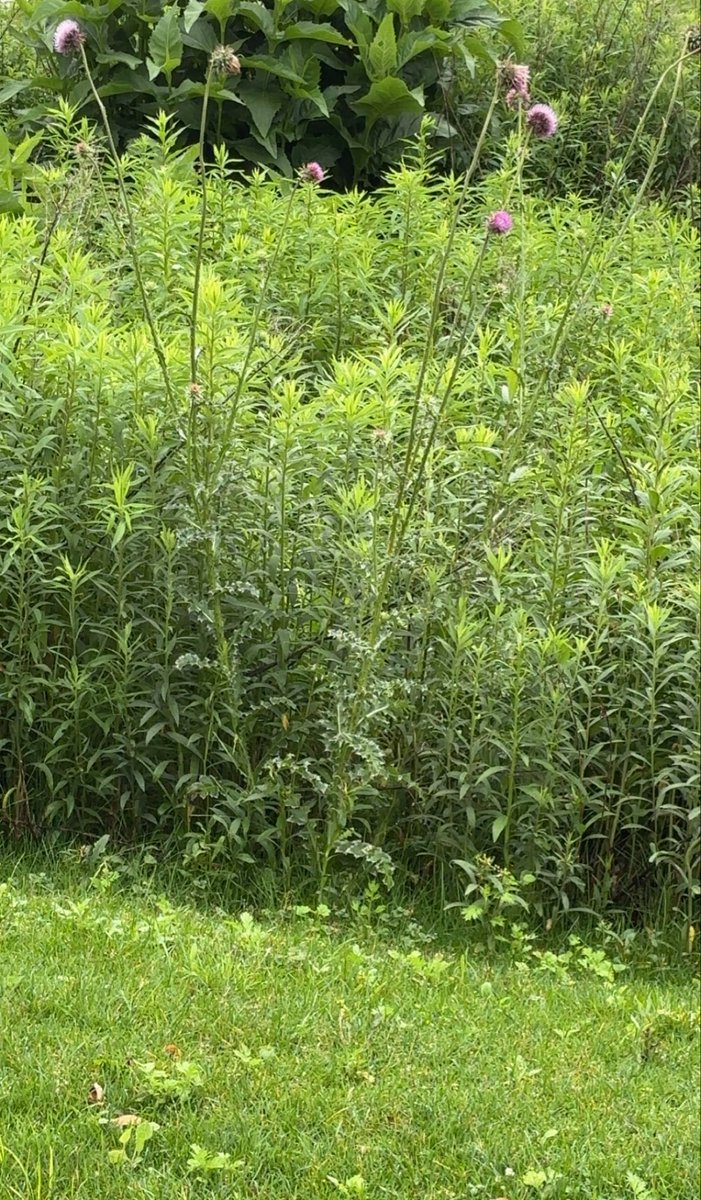 DLuSHWNL's tweet photo. It’s National Prairie Day! #NationalPrairieDay

No matter if you are in Colorado to Illinois, the land between and past is dotted in the most vast and incredible ecosystem on planet Earth.

Take the time on this June to enjoy it, plus protect it! https://t.co/9SPOQhprJx