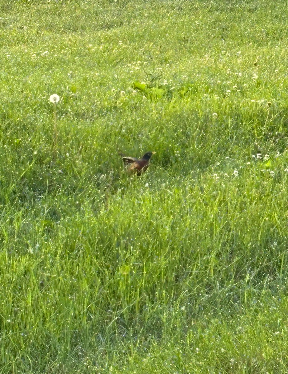 DLuSHWNL's tweet photo. It’s National Prairie Day! #NationalPrairieDay

No matter if you are in Colorado to Illinois, the land between and past is dotted in the most vast and incredible ecosystem on planet Earth.

Take the time on this June to enjoy it, plus protect it! https://t.co/9SPOQhprJx