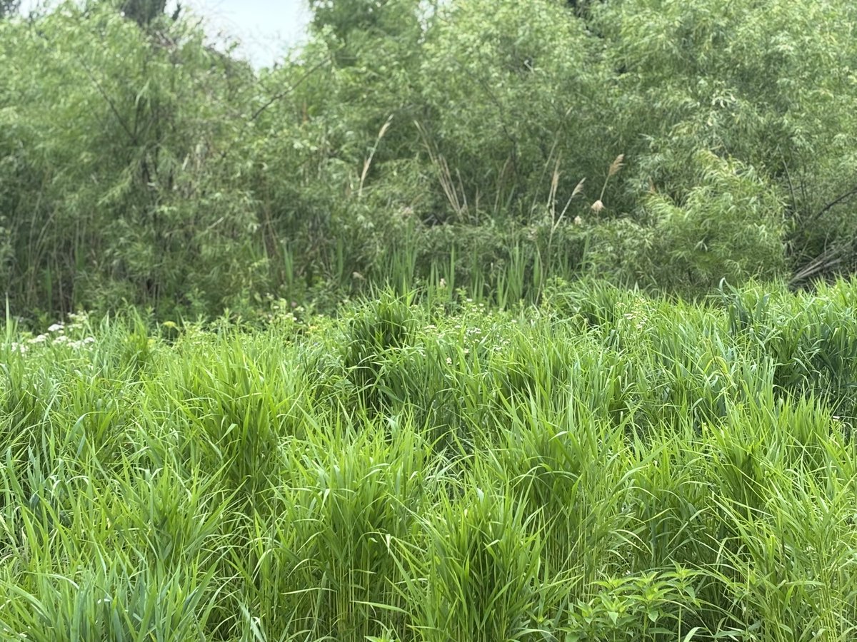 DLuSHWNL's tweet photo. It’s National Prairie Day! #NationalPrairieDay

No matter if you are in Colorado to Illinois, the land between and past is dotted in the most vast and incredible ecosystem on planet Earth.

Take the time on this June to enjoy it, plus protect it! https://t.co/9SPOQhprJx
