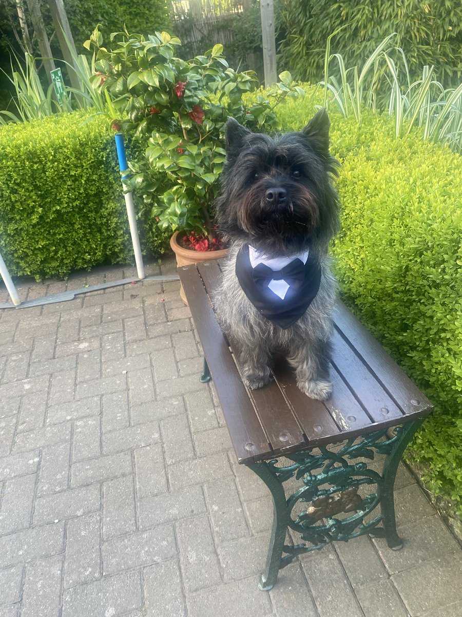 KinchFiona's tweet photo. @Lilianas_ma Monty says hello  cairn are such fun total characters Monty is my fourth. So cheeky https://t.co/lwz3rsqeTQ
