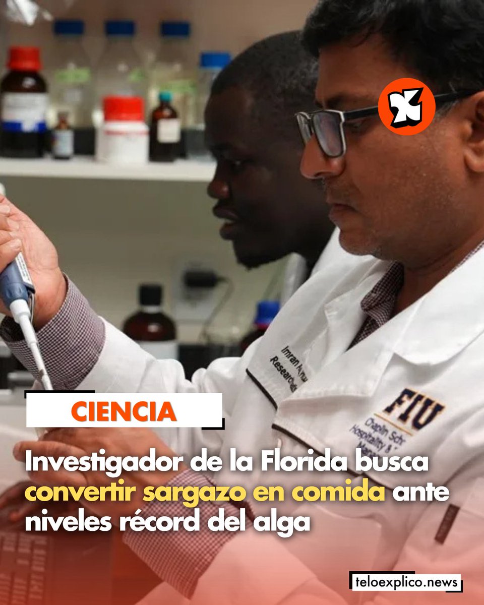 Teloexpliconews's tweet photo. En medio de niveles récord de sargazo en playas de Estados Unidos y México, un profesor de la Universidad Internacional de Florida (FIU) desarrolla una investigación para convertir el alga en comida.

𝗔𝗺𝗽𝗹í𝗮: https://t.co/AWjcFHOACa

#TeLoExplico #sargazo #comida #ciencias https://t.co/CzaaKEMFsX