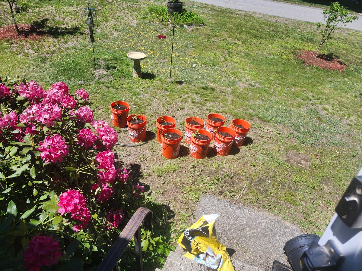 madelksta's tweet photo. @RampCapitalLLC I would recommend asparagus... pkant once, harvest forever. I owe this seasons worth of melons to home depot https://t.co/Ww34KjxDad