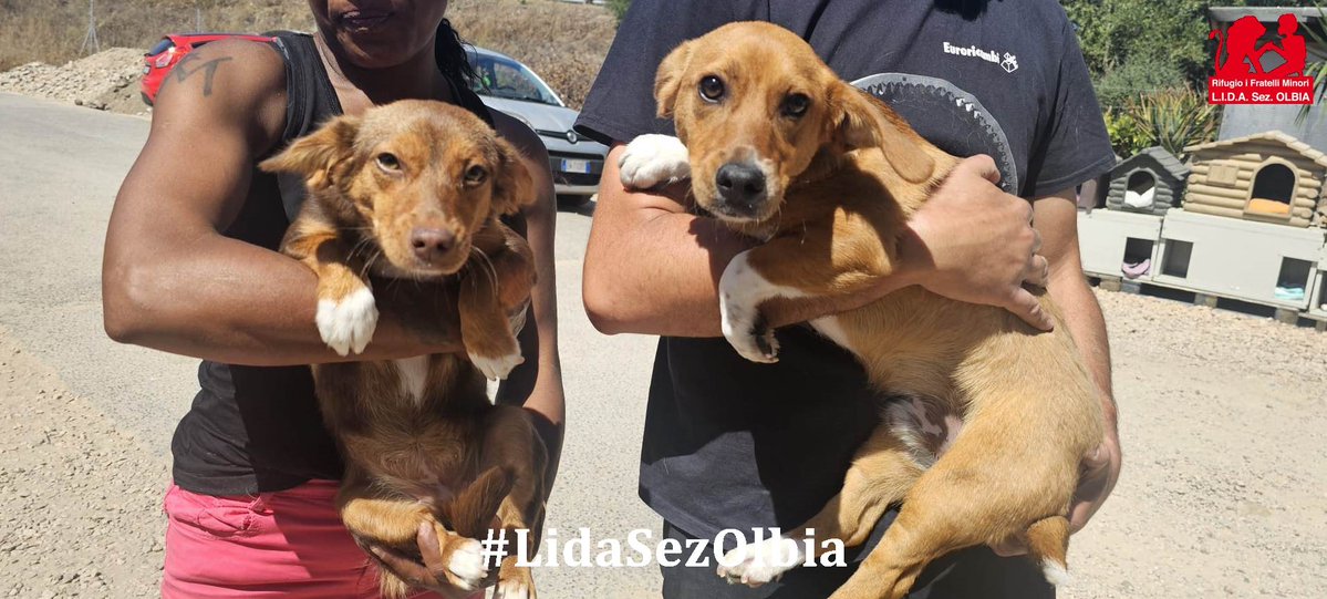 LidaSezOlbia's tweet photo. Olbia, 07.06.2026
Sono arrivati ieri, come due piccoli naufraghi in cerca di un porto sicuro. Si chiamano Eva e Adamo, hanno circa un anno e la vita con loro, non è stata affatto gentile.
Li abbiamo trovati in mezzo a una strada, soli e indifesi. ➡️ https://t.co/csey88d3Vo https://t.co/Vz88fgDyGX