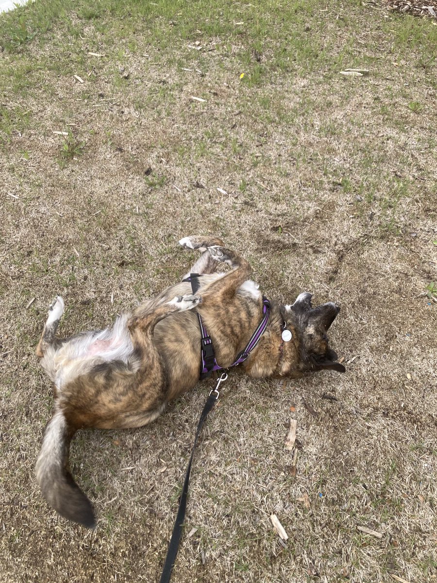 revsandy01's tweet photo. Shaylee enjoying a good woogle! https://t.co/HHYOFnyIhj
