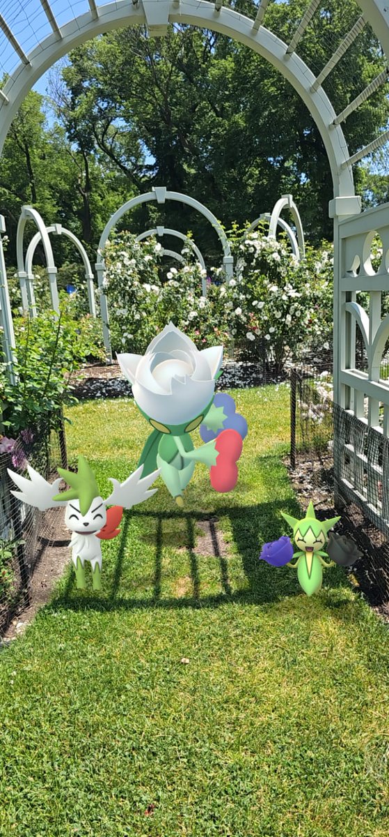 OneHitKayOh's tweet photo. 🌹 #PokemonGOFest2026 https://t.co/jCV6U4zEqY