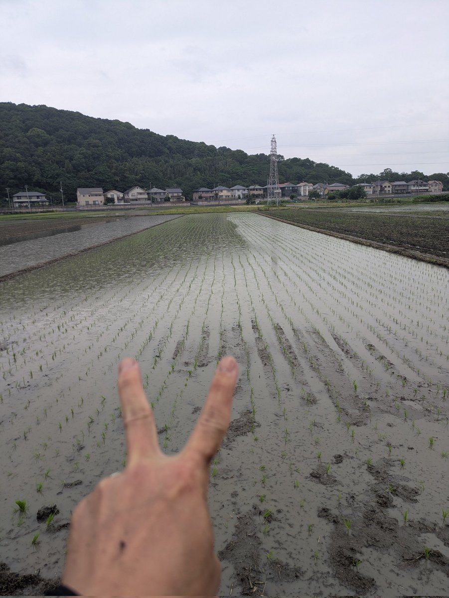 yu_vo's tweet photo. 十年ぶりくらいの雨の田植え。

ずぶ濡れで終了！
大きく育て！

おはようございます。 https://t.co/0eix6GBhr4