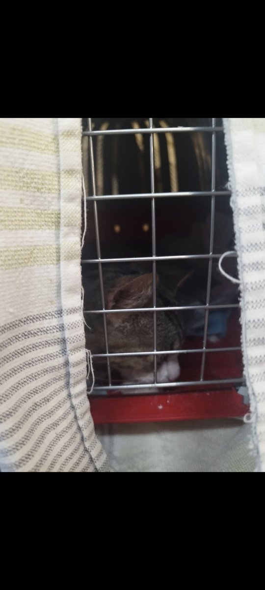 Neinei_art's tweet photo. Gus, el gatito al que le dispararon en el ojo, está hoy de camino a su nuevo hogar!

Gracias a todos los que compartisteis su historia, le llegó el caso a la persona indicada y le habéis cambiado la vida tanto a él como a ella.

😊♥️ un lametazo a todos de su parte https://t.co/1U3yOkvKpc