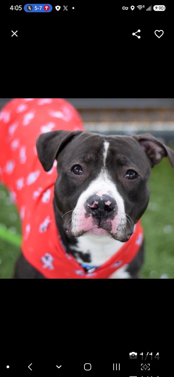 MyBoxerLuvMac1's tweet photo. 💔Lennard💔
#NYCACC #245355 2y
▪️Listed TBK: 6/9
#RescueOnly

Precious sweetie's💔, arrived stray, waiting 149 days!
Absolutely adorable youngster adores ppl, smart, curious.
Playful boy loves 2 throw toys in air & catch them!
Loves being involved & eager 2 be by yr side.
Needs loving, N.East #Foster, 4 eecurity, 2 decompress & flourish.

DM @CathyPolicky
Pls #Pledge4Rescue
💞L
https://t.co/rGTVEpVBIQ