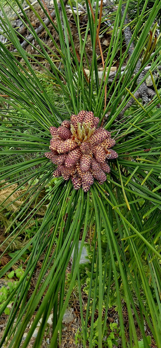 PhilipMelanson2's tweet photo. GM & Happy Sunday!
Time for #SundaySharing - please share or QP your own favorite #PhotoOfTheWeek.
Anyone can join in, there’s no theme - let’s see your pictures!
Mine! The evolution of a pine cone!✌️😎 https://t.co/UPCpcRkPf4