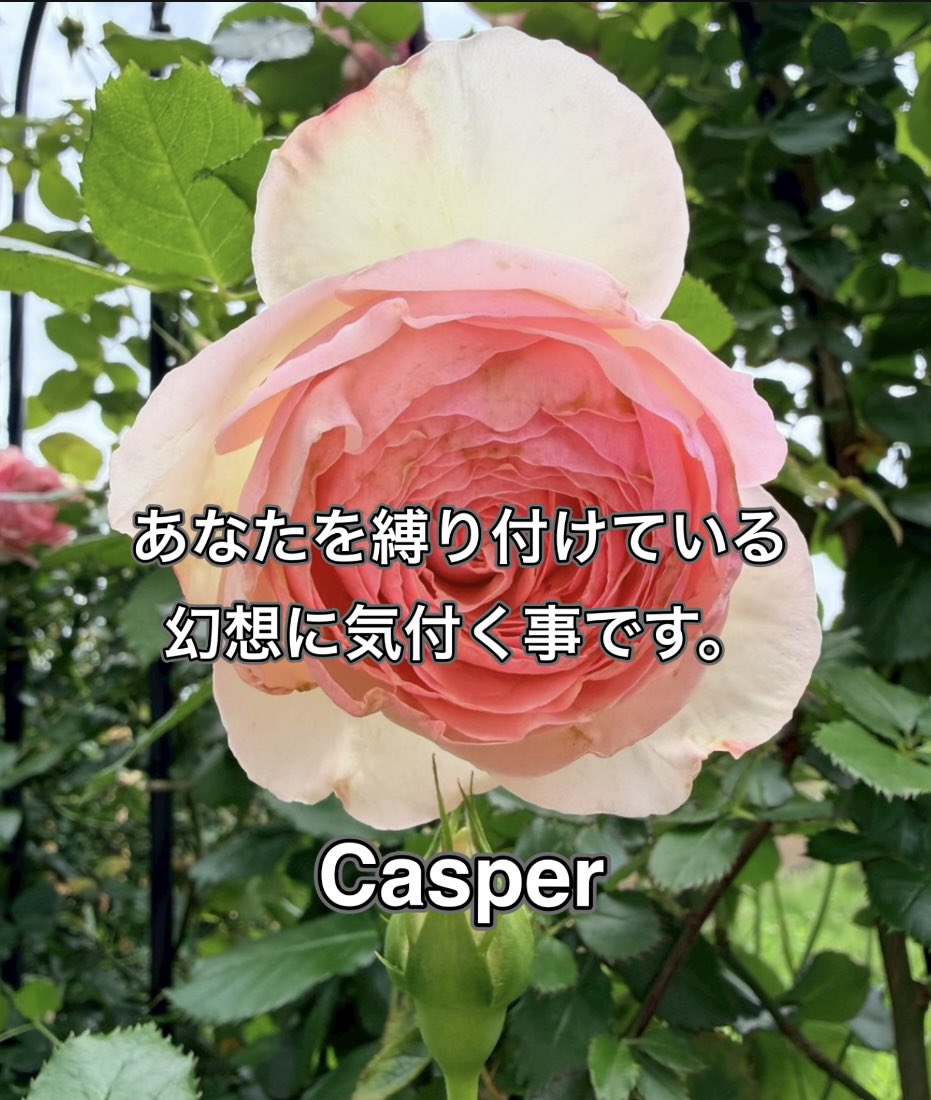 Casper95259831's tweet photo. あなたが幸せになりたいと望むのなら幸せになれるのです。

あなたが豊かになりたいと望むのなら豊かになれるのです。

あなたが健康になりたいと望むのなら
健康になれるのです。

あなたが自由になりたいと望むのなら自由になれるのです。

あなたを縛り付けているものなど何もありません。なれないかも、叶わないかも、と言う懐疑的思考(制限)こそが幻、幻想なのです。

それに、あなたが気付けば良いだけです。