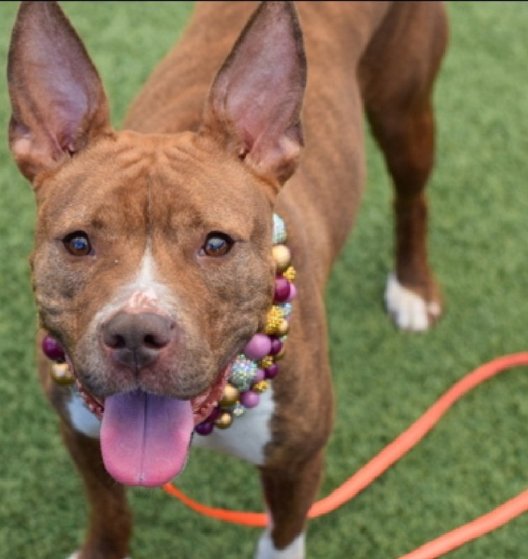 MyBoxerLuvMac1's tweet photo. 💔Charlotte💔
#NYCACC #253896 4y
▪️Listed TBK: 6/9
#RescueOnly

Precious sweetie's💔, arrived stray, waiting 32 days.
Pretty girl's fearful, displays when uncomfortable, reluctant 2 leave kennel.
Social w familiar staff.
Has CIRDC + needs all adult, loving, N.East #Foster, 4 security, 2 decompress & heal.

DM @CathyPolicky
Pls #Pledge4Rescue
💞C
https://t.co/QPRn1DuRTn