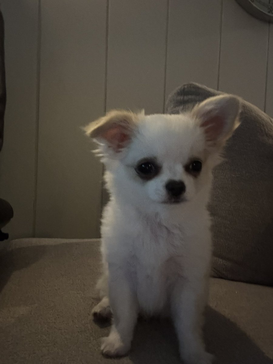 vicreadz's tweet photo. baby sitting this little cute puppy🩷 https://t.co/5tNqyyCjAG