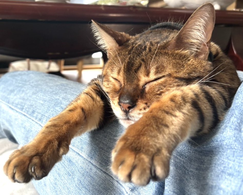 Beercat_Ana_Dar's tweet photo. 週末。
皆様のおかげで
アナイスの居る生活
堪能させていただきました❤️😸
#ねこ
#猫好きさんと繋がりたい 
#猫がいる生活
#cat
#ベンガル
#週末
#いつもの生活
#楽しい生活 https://t.co/pXOxnOIECa