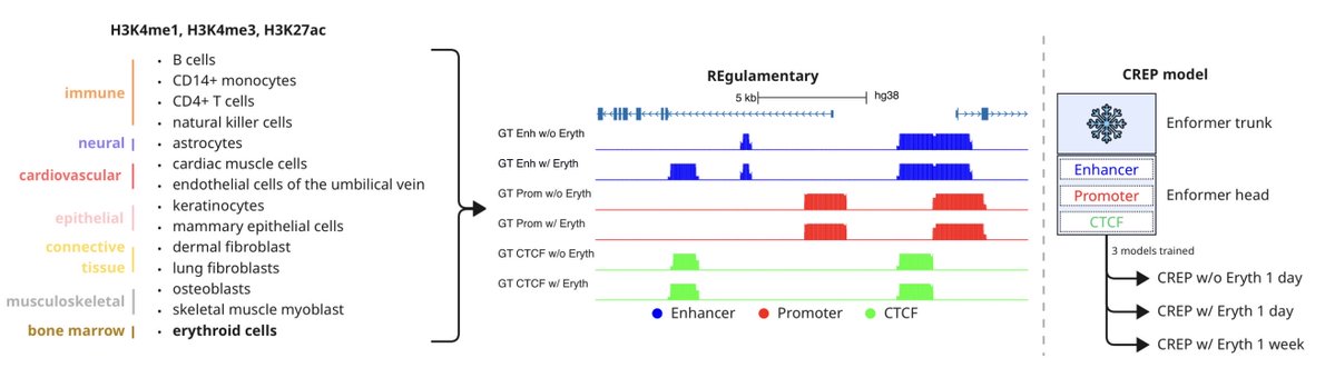 razoralign's tweet photo. CREP: Cis-Regulatory Element Predictor Based on Fine-Tuned Enformer https://t.co/oE1tRAZIBQ https://t.co/rQ8EhxBFo8