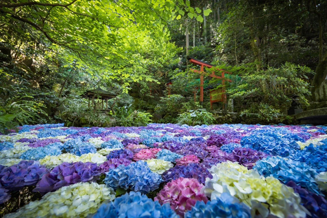 TwitFukuoka's tweet photo. 池いっぱいに浮かぶ一面の紫陽花「南蔵院 アジサイ祭り」開催 → https://t.co/XaCbNaJngB https://t.co/erzsHvAQ0i