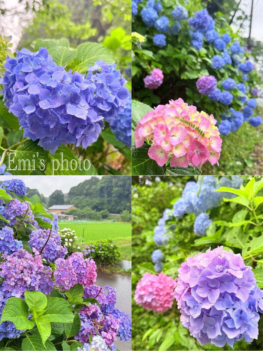 w5Et2T5aaQSfFLU's tweet photo. おはようございます～ \(*ˊᗜˋ*)/♡
あいにくのお天気ですが
安全にお過ごしくださいね
皆様いつもいいね・
リポスト・嬉しい挨拶
皆様の素敵なポスト
本当にありがとうございます✨️

三重県多気にある
大師の里ｻﾏの紫陽花
雨に濡れてとても
美しかったです♡

 #TLを花でいっぱいにしよう https://t.co/r6DjdZIyGD