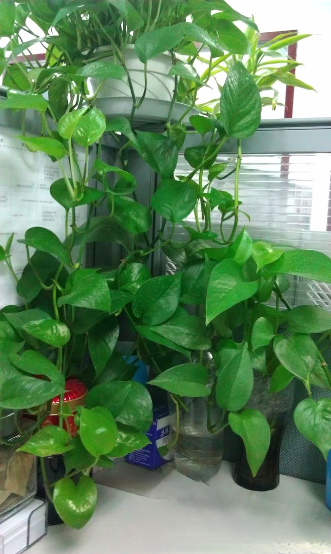 N_TALS's tweet photo. Pro tip for pothos lovers: Water once the top 2 inches of soil feel dry, u0026 keep it in bright indirect light to keep those vines lush! https://t.co/0k806nPYZX