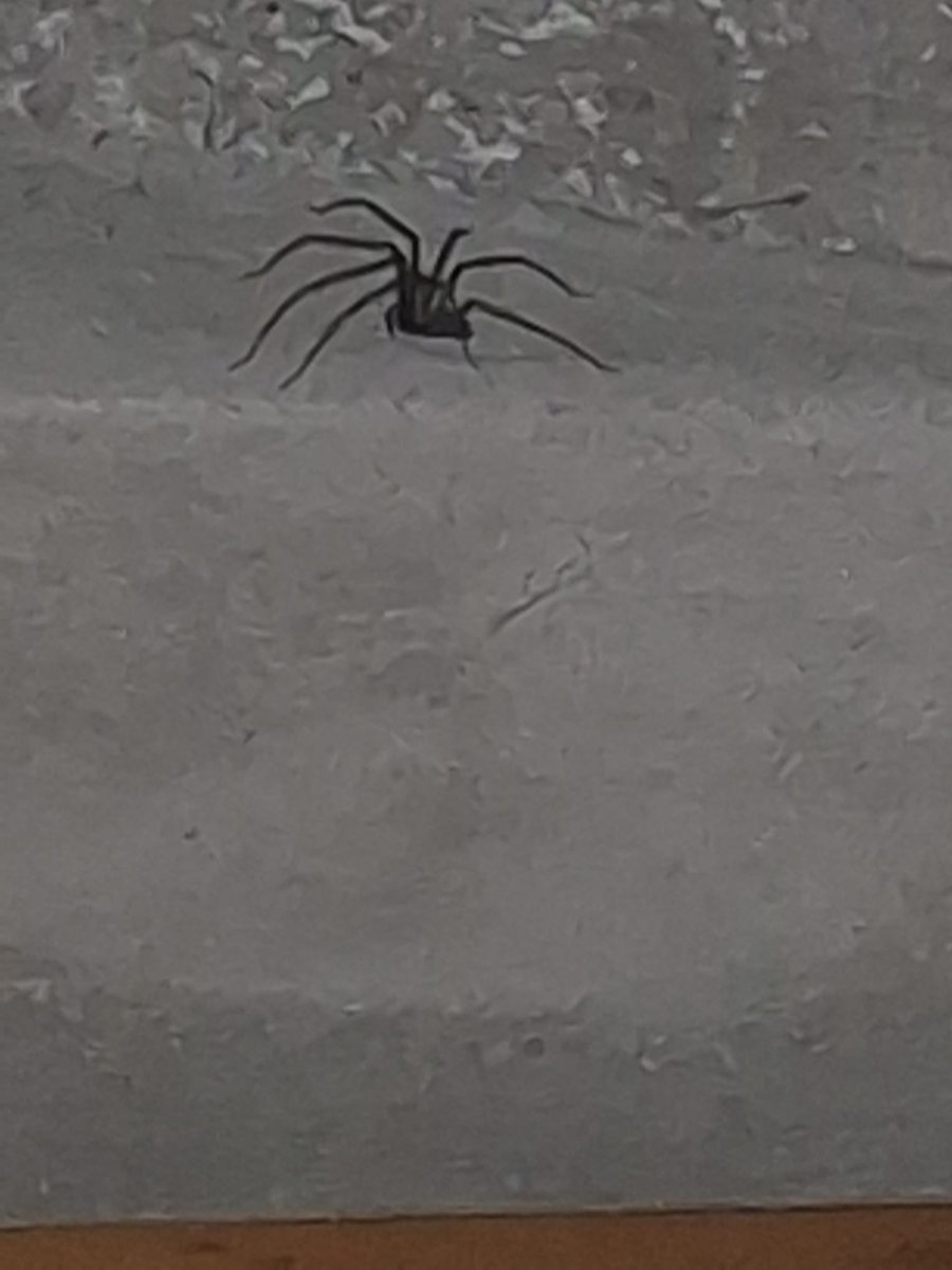 MarkonStone's tweet photo. Gentilissimo @Nicola_Bressi lei che è esperto di ragni vorrei sapere di che ragni si tratta trovandoci in appennino parmense se sono pericolosi, velenosi o altro... https://t.co/q1R71JtUQq