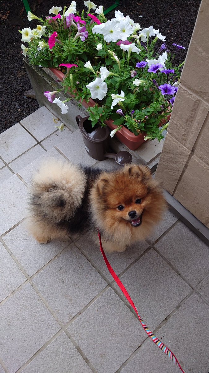 gotarosuMKII's tweet photo. おはようございます🐶

休み明けの月曜日🥱

雨上がって良かったね💮💯

生まれて初めての梅雨体験 ストレス堪んない様 乗り切ろうぞ🐻✨

昨日は 午後からお買い物へ🚗³₃

ごうくん出身したお店の岡山チェーン店へ🐕 ͗ ͗
ショップへは 部分カット用のバリカンを買いに✂️⸒⸒
 
お店の子達見るの 得意やないので 出来るだけ目を合わせないように

小さいぽめちゃんがいました 早く良い飼い主見付かると良いね✨✨
 
先日取り付けた CarPlayaudioをお試し

navi取り付けは 出来るのに 説明書あまり読まない飼い主ですから 操作方法がイマイチ分かんないんですわ😕🌀 

GoogleMAPへの 行き先をスマホで入力したのを ディスプレイにリンクするのですが 🌀

上の小さい方をnavi画面で使いますよ

w西川兄貴www

#ポメラニアンのいる暮らし
#POMERANIANS