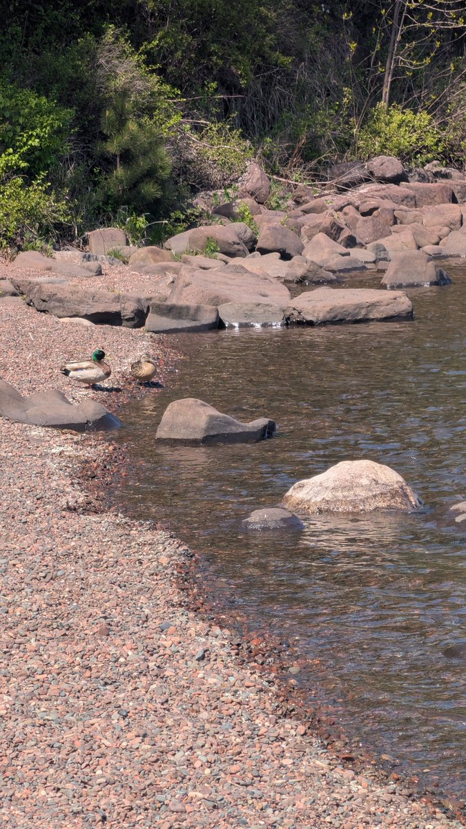 Scoubal's tweet photo. @DanaWessel NORTH SHORE DUCKS!!! https://t.co/6NRkvDeQQw