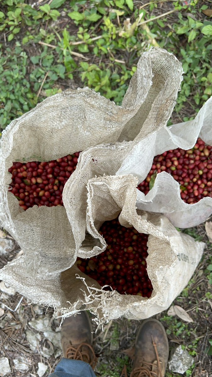JacintoVallarta's tweet photo. En marzo un grupo de importadores japoneses nos visitó en la finca para ver la posibilidad de comprarnos café. 

Probaron este café lavado; les gustó y nos lo pidieron para llevárselo a Japón. 

En estos días comenzamos a preparar el lote para exportarlo 🇯🇵🙌🏽 https://t.co/FpL4ZV7IKr