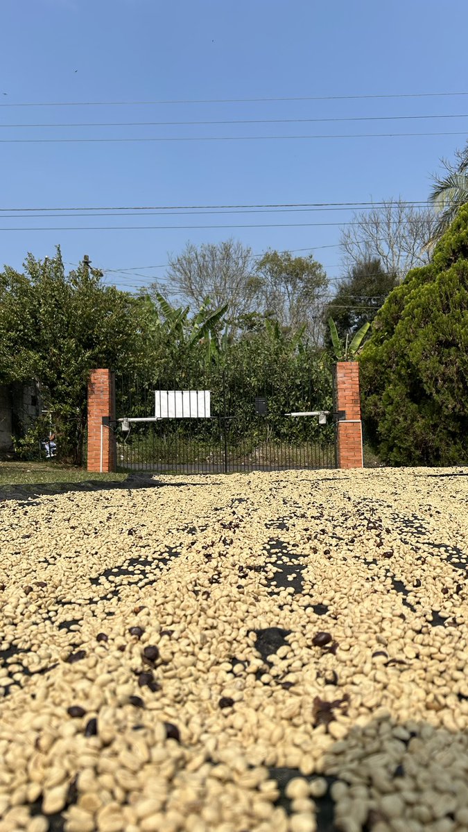 JacintoVallarta's tweet photo. En marzo un grupo de importadores japoneses nos visitó en la finca para ver la posibilidad de comprarnos café. 

Probaron este café lavado; les gustó y nos lo pidieron para llevárselo a Japón. 

En estos días comenzamos a preparar el lote para exportarlo 🇯🇵🙌🏽 https://t.co/FpL4ZV7IKr