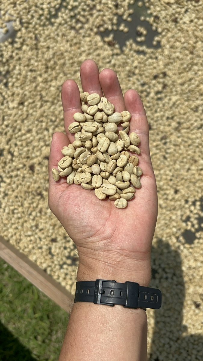 JacintoVallarta's tweet photo. En marzo un grupo de importadores japoneses nos visitó en la finca para ver la posibilidad de comprarnos café. 

Probaron este café lavado; les gustó y nos lo pidieron para llevárselo a Japón. 

En estos días comenzamos a preparar el lote para exportarlo 🇯🇵🙌🏽 https://t.co/FpL4ZV7IKr