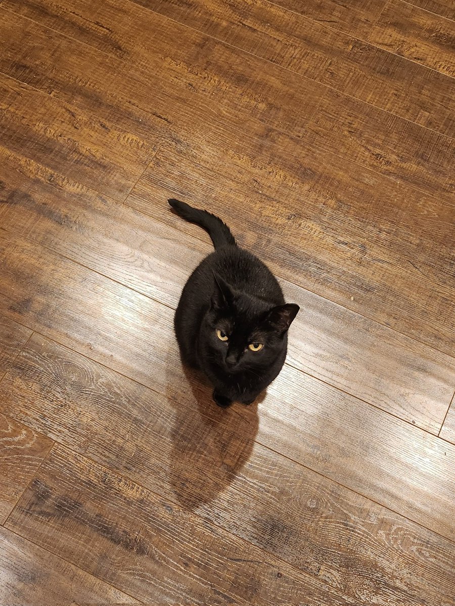 minteamink's tweet photo. My tiny cat who likes to stand behind me in the kitchen and beg like a dog. (She is secretly plotting to trip me.) https://t.co/zkCvbncVeb