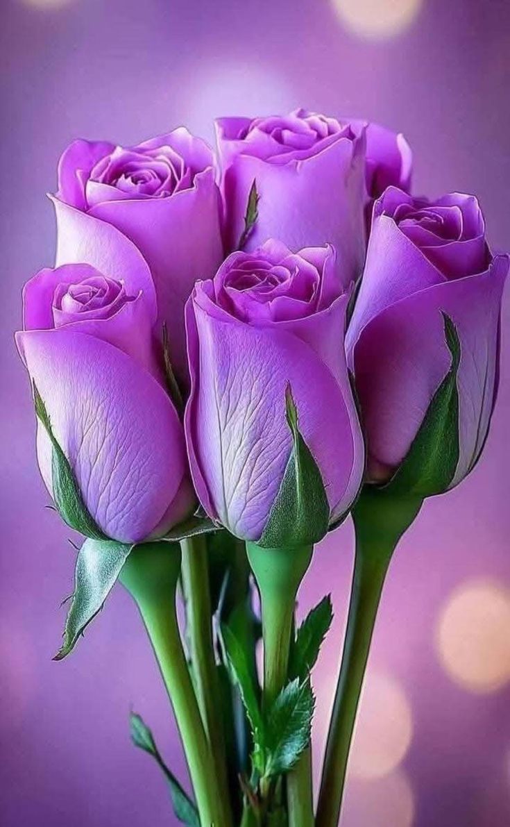 rn7tp's tweet photo. ماعاد فيني حيل لمعاتب النّاس
مليت  اداريهم وأساير  هواهم
🌹🎀🌹
اللي ييون القرب على العين والراس
واللي يبون البعد ربّي معاهم https://t.co/MQrM0NCmku