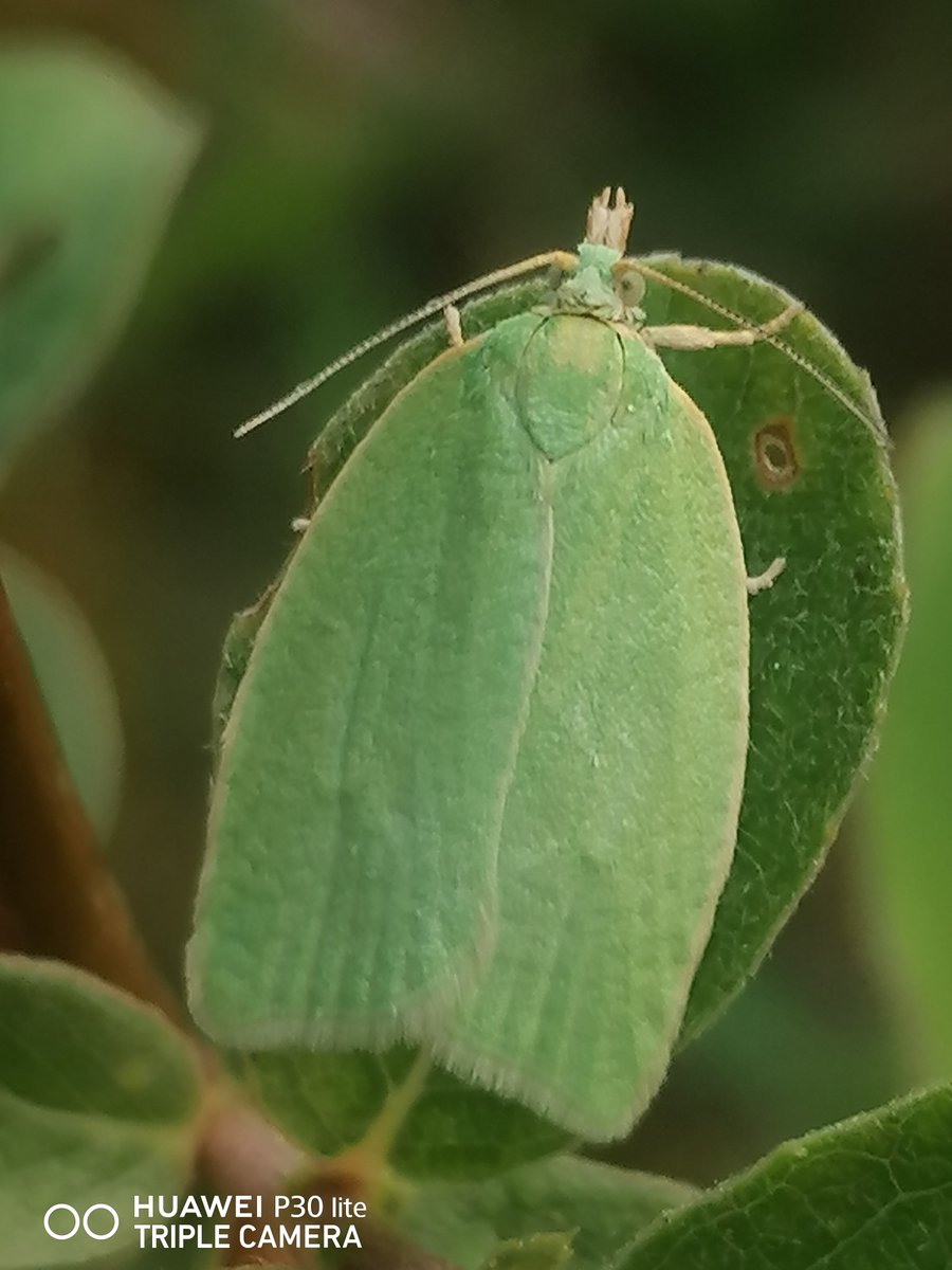 ray_rambling's tweet photo. Thrilled to find a Beautiful Green Oak Tortrix Moth this week (Tortrix viridana) in a Wildflower Meadow at Pooley Hall Country Park. Britain's only plain Green variety, often hard to photo, only appearing around Sunset on Ancient Oak trees @BritishMoths @s4r4h_l #MothsMatter https://t.co/PNOmEjhJSB