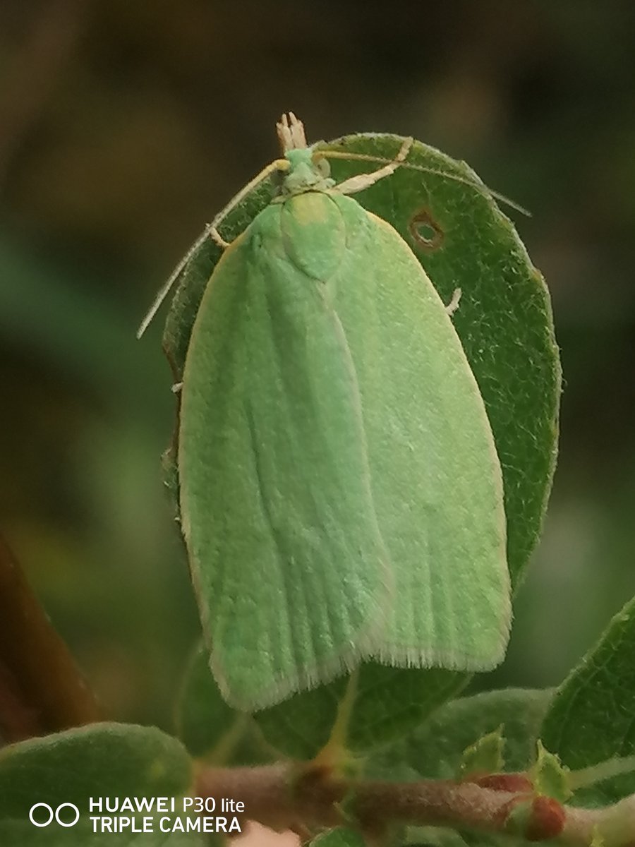 ray_rambling's tweet photo. Thrilled to find a Beautiful Green Oak Tortrix Moth this week (Tortrix viridana) in a Wildflower Meadow at Pooley Hall Country Park. Britain's only plain Green variety, often hard to photo, only appearing around Sunset on Ancient Oak trees @BritishMoths @s4r4h_l #MothsMatter https://t.co/PNOmEjhJSB
