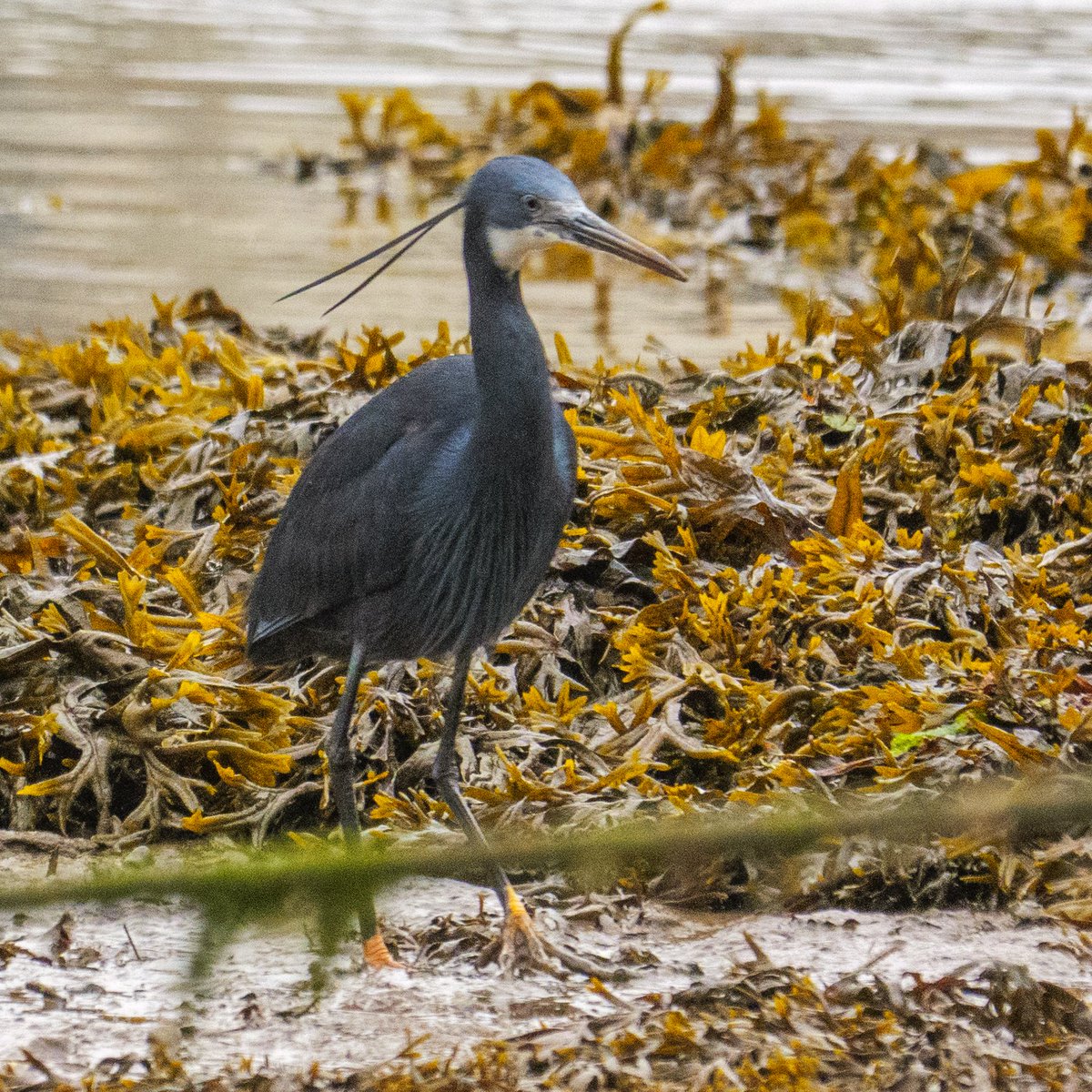 JamesWalsh60's tweet photo. Many thanks and congrats to Rob Laughton for relocating the fabulous Western Reef Heron next to Caernarfon Castle early this morning. Saved a lot of birders from spending all day searching yesterday's location 2 miles away at Foryd Bay. Great work! https://t.co/1MGxHN6lT6