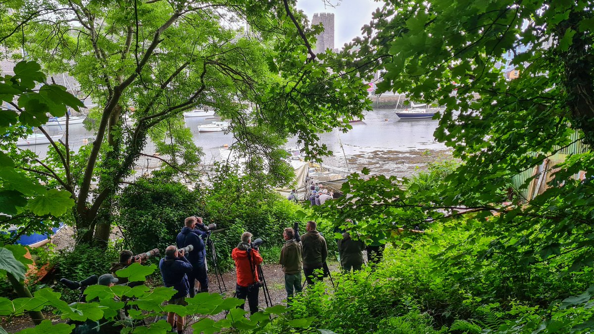 JamesWalsh60's tweet photo. Many thanks and congrats to Rob Laughton for relocating the fabulous Western Reef Heron next to Caernarfon Castle early this morning. Saved a lot of birders from spending all day searching yesterday's location 2 miles away at Foryd Bay. Great work! https://t.co/1MGxHN6lT6